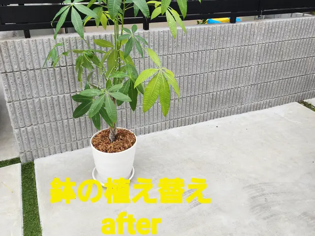 【造園業20年☆庭園管理士】状態、樹木に合わせた、土の配合致します。サービスの画像