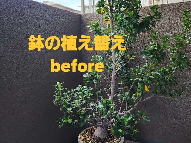 【造園業20年☆庭園管理士】状態、樹木に合わせた、土の配合致します。サービスの画像