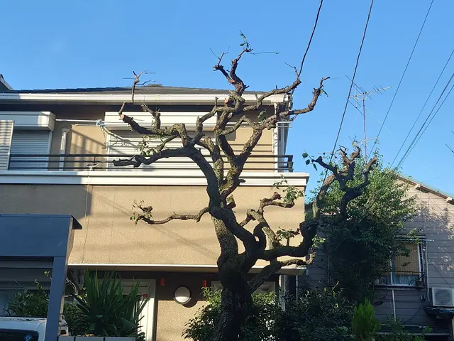 1000件以上の剪定実績！お庭のプロが理想の庭木に仕上げます。サービスの画像