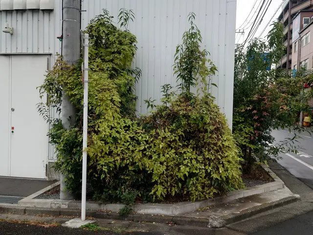 1000件以上の剪定実績！お庭のプロが理想の庭木に仕上げます。サービスの画像