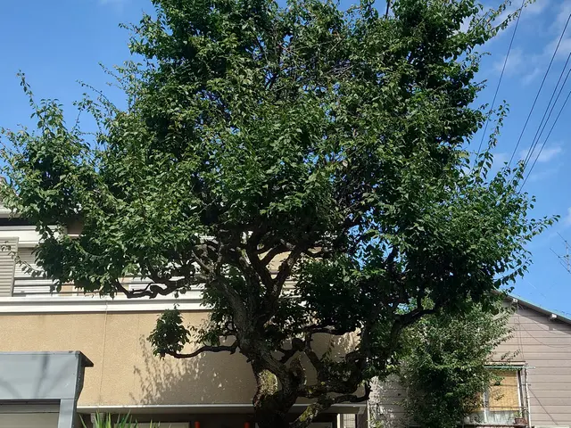 1000件以上の剪定実績！お庭のプロが理想の庭木に仕上げます。サービスの画像