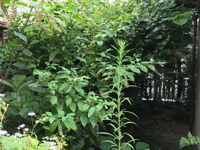 《業歴24年》庭木の伐採、抜根お気軽にご相談下さい！◎女性スタッフ同行可能サービスの画像