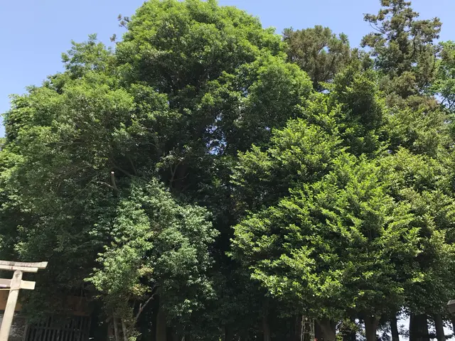 《業歴24年》庭木の伐採、抜根お気軽にご相談下さい！◎女性スタッフ同行可能サービスの画像