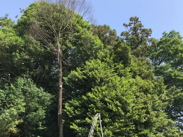 《業歴24年》庭木の伐採、抜根お気軽にご相談下さい！◎女性スタッフ同行可能サービスの画像