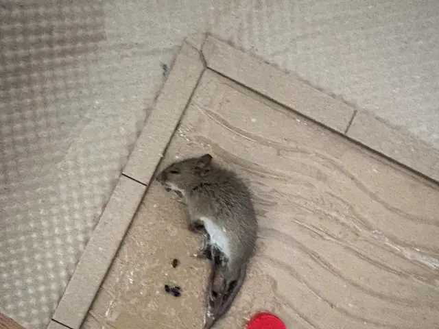 プロの技術でご満足いただけるように心を込めて作業いたしますサービスの画像