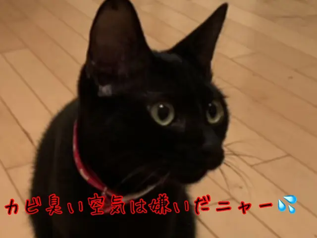 保護猫3匹と暮らす動物好き店長がお伺いします♪ペット目線のクリーニングで安心施工サービスの画像