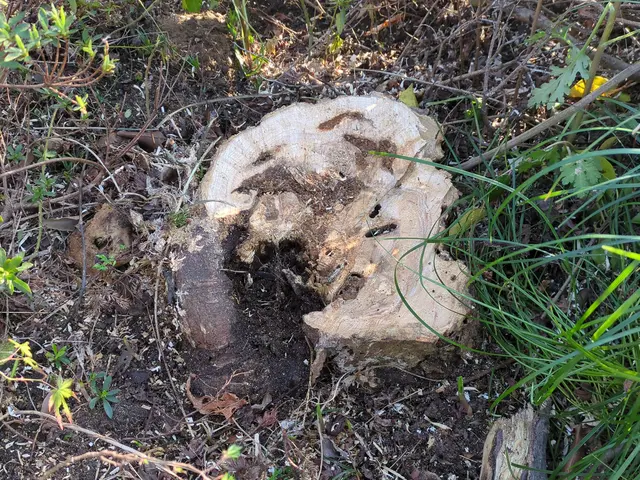 自社の職人たちがお庭を美しく整えます。処分費込み価格です。サービスの画像