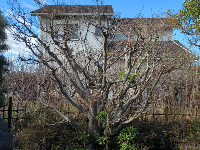 自社の職人たちがお庭を美しく整えます。処分費込み価格です。サービスの画像