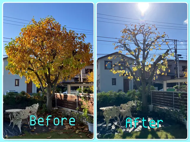 冬季剪定承ります。本数割引きあり。16年の経験と一級資格、安心の仕上がり。サービスの画像