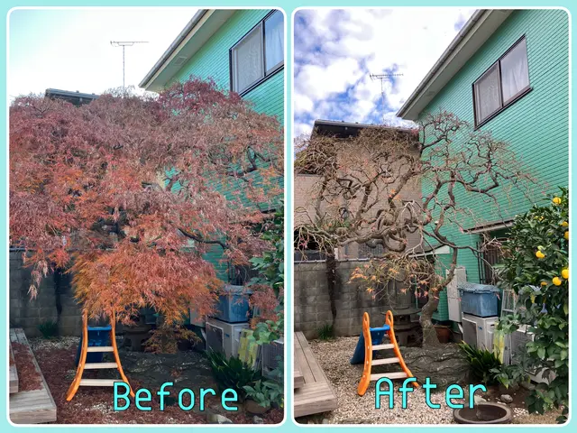 冬季剪定承ります。本数割引きあり。16年の経験と一級資格、安心の仕上がり。サービスの画像