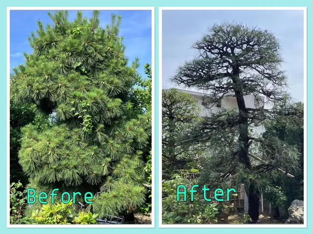 年末のお庭のお手入れ承ります！15年の経験、明朗会計、安心の仕上がり。サービスの画像