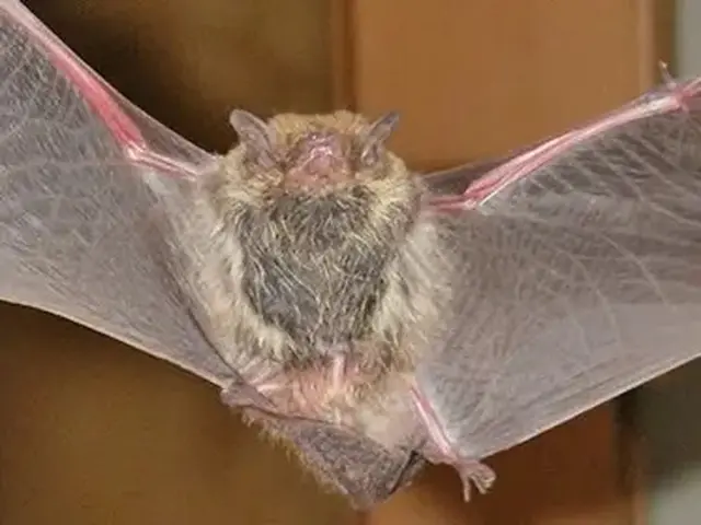 コウモリ駆除歴10年以上の有資格者多数在籍【事前見積り無料】【事前調査可能】サービスの画像