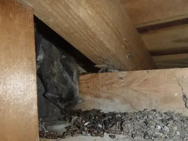 コウモリ駆除歴10年以上の有資格者多数在籍【事前見積り無料】【事前調査可能】サービスの画像