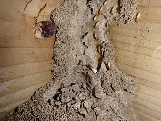 【名古屋発】作業・料金の丁寧な説明を約束◎ニオイや人体影響の無い優しい薬剤使用◎サービスの画像