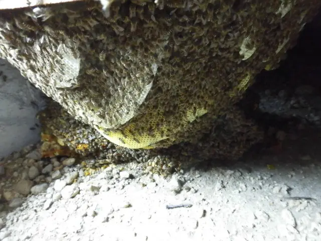 ★大分市・日田市・宇佐市・佐伯市指定駆除業者★安心・安全・確実のプロにお任せ！サービスの画像