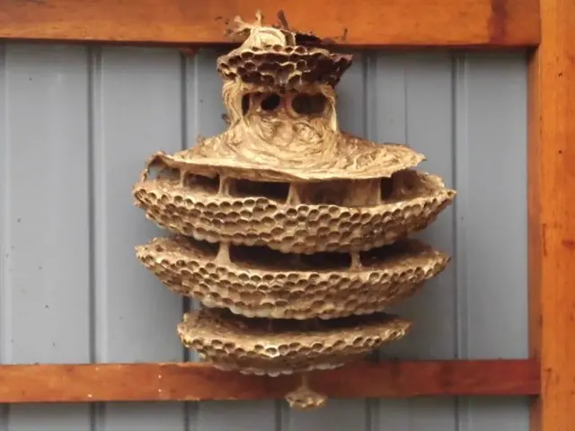 ★大分市・日田市・宇佐市・佐伯市指定駆除業者★安心・安全・確実のプロにお任せ！サービスの画像