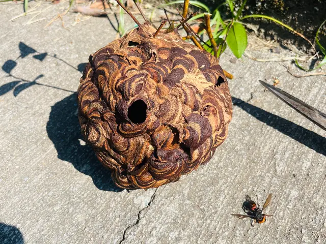 ★大分市・日田市・宇佐市・佐伯市指定駆除業者★安心・安全・確実のプロにお任せ！サービスの画像