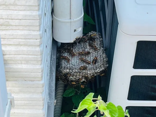 ★大分市・日田市・宇佐市・佐伯市指定駆除業者★安心・安全・確実のプロにお任せ！サービスの画像