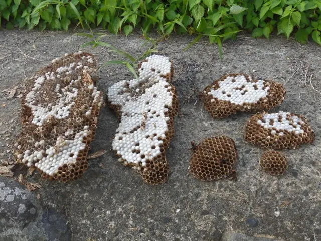 ★大分市・日田市・宇佐市・佐伯市指定駆除業者★安心・安全・確実のプロにお任せ！サービスの画像