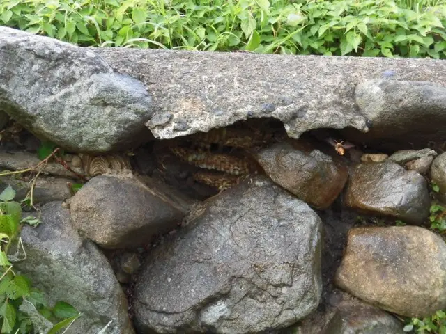 ★大分市・日田市・宇佐市・佐伯市指定駆除業者★安心・安全・確実のプロにお任せ！サービスの画像