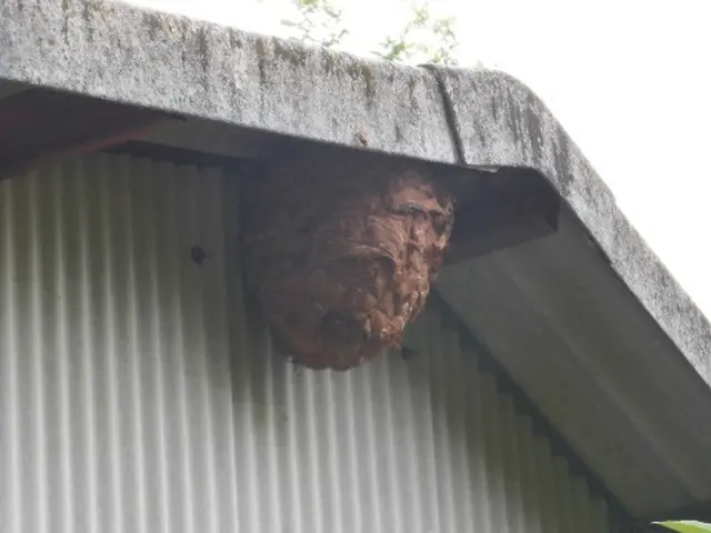 ★大分市・日田市・宇佐市・佐伯市指定駆除業者★安心・安全・確実のプロにお任せ！サービスの画像