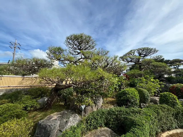 【新規出店】10年以上の業界歴！松の木、黒木の剪定もお任せください！サービスの画像