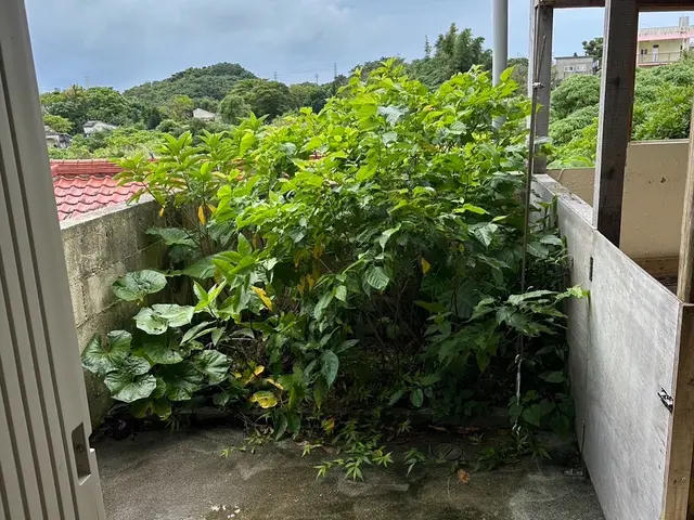 【新規出店】10年以上の業界歴！松の木、黒木の剪定もお任せください！サービスの画像