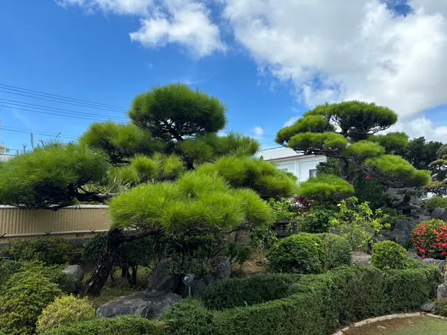 【新規出店】10年以上の業界歴！松の木、黒木の剪定もお任せください！サービスの画像