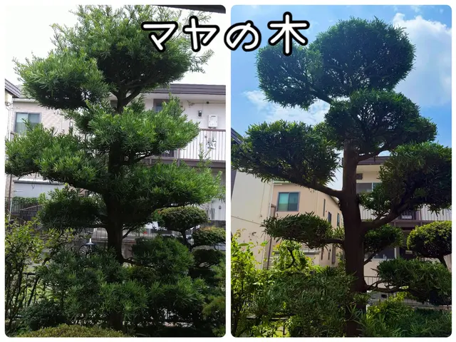 ★無料現場調査承っております♪お急ぎ案件も対応可能！！！あなたの木を私が守りますサービスの画像