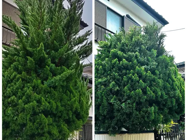 ★無料現場調査承っております♪お急ぎ案件も対応可能！！！あなたの木を私が守りますサービスの画像