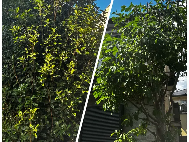 ★無料現場調査承っております♪お急ぎ案件も対応可能！！！あなたの木を私が守りますサービスの画像