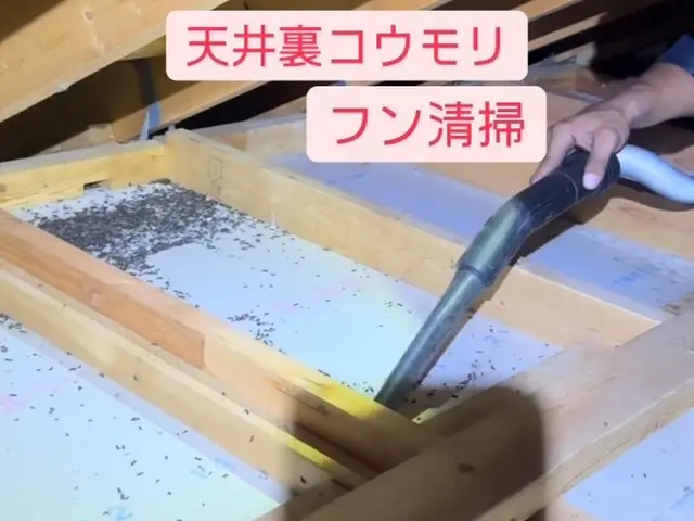 駆除12年目！駆除と誠実さに絶対の自信あり！ご自宅に他人をあげる不安なくします！サービスの画像