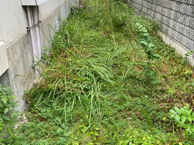 機械草刈り！20年の経験◎お庭、空き地　不動産　庭木剪定や伐採も承ります！サービスの画像