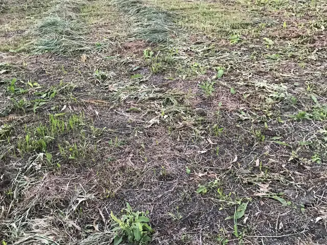 太陽光パネルの草刈実績多数！丁寧に仕事しますサービスの画像