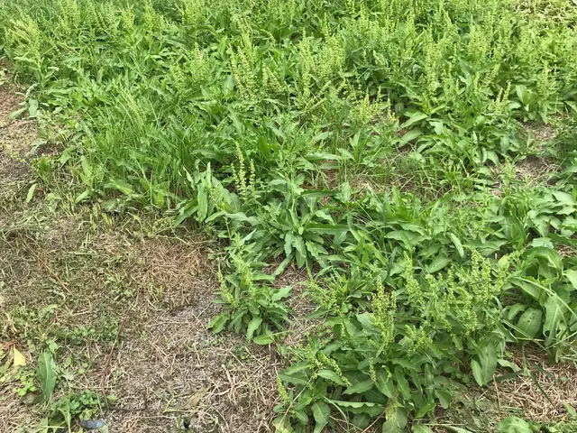 太陽光パネルの草刈実績多数！丁寧に仕事しますサービスの画像