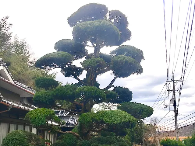 『2級造園施工管理技士』を持った造園のプロが伺います！豊富な経験と知識で安心◎サービスの画像