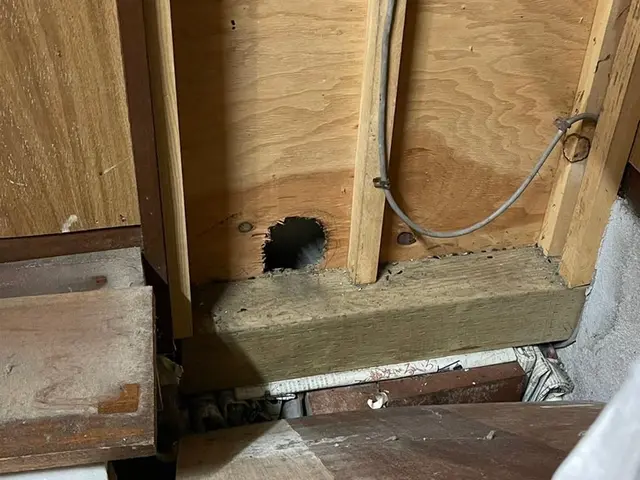 【ネズミ被害ならご相談ください】サービスの画像