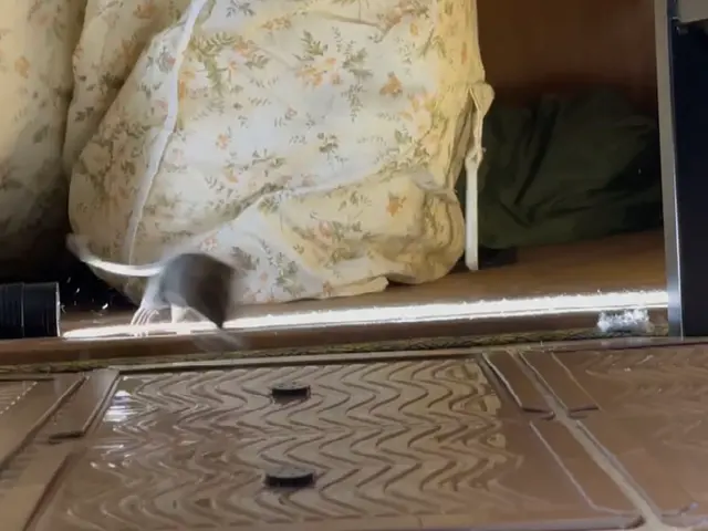 【ネズミ被害ならご相談ください】サービスの画像