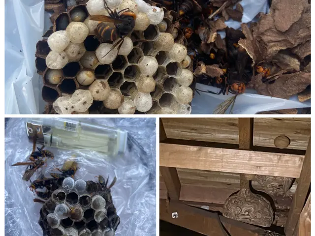 ★女性ハンターが早急に対応！★ご予約前にお問い合わせから状況をお知らせ下さい★サービスの画像