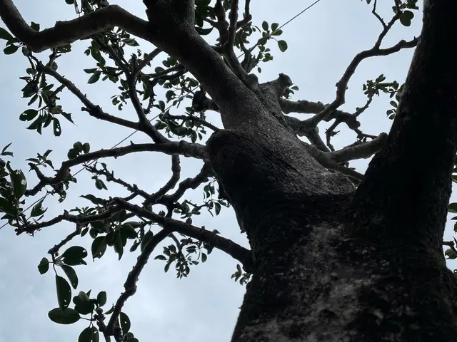 ［消毒サービス］150件以上の実績！安心と笑顔で庭を明るく変える匠の技サービスの画像