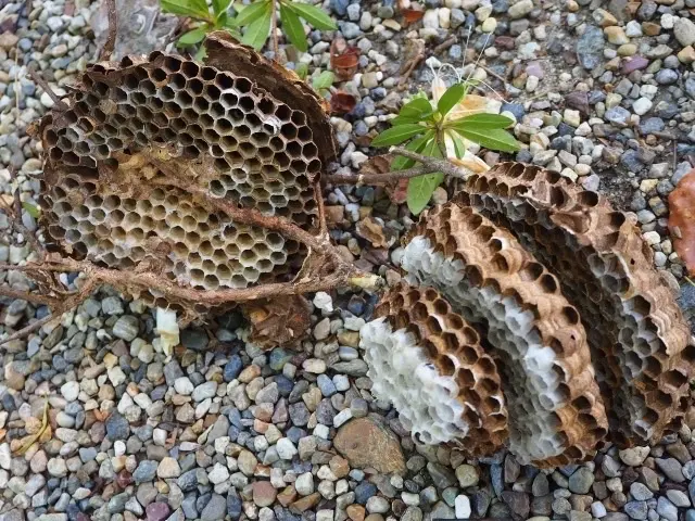 当日、翌日対応頑張ります！再発保証&戻り蜂対策有◎クレジット決済可能◎サービスの画像