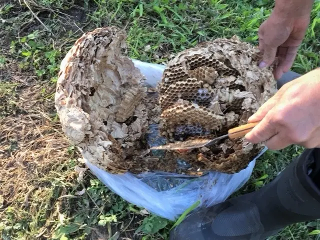 当日、翌日対応頑張ります！再発保証&戻り蜂対策有◎クレジット決済可能◎サービスの画像