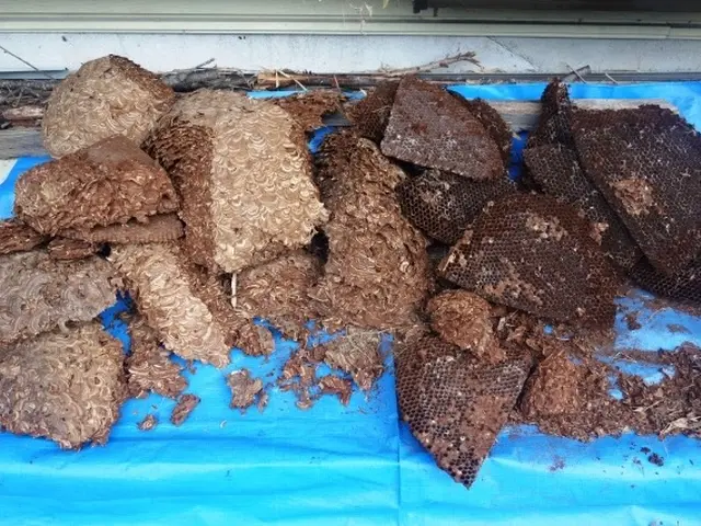 当日、翌日対応頑張ります！再発保証&戻り蜂対策有◎クレジット決済可能◎サービスの画像