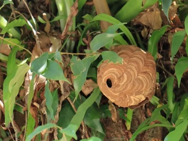 当日、翌日対応頑張ります！再発保証&戻り蜂対策有◎クレジット決済可能◎サービスの画像