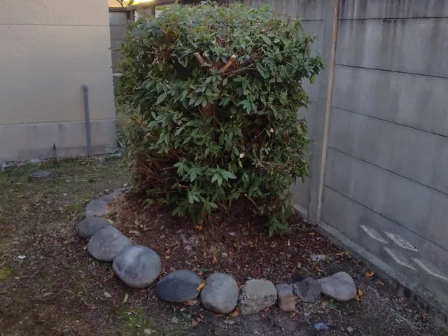 夏にグングン伸びた庭木の剪定作業をお任せください。サービスの画像