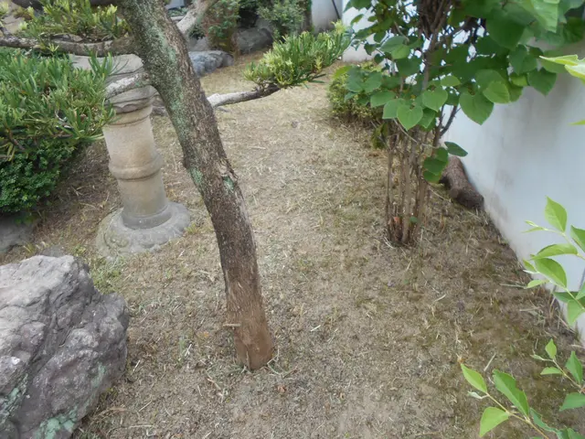 夏にグングン伸びた庭木の剪定作業をお任せください。サービスの画像