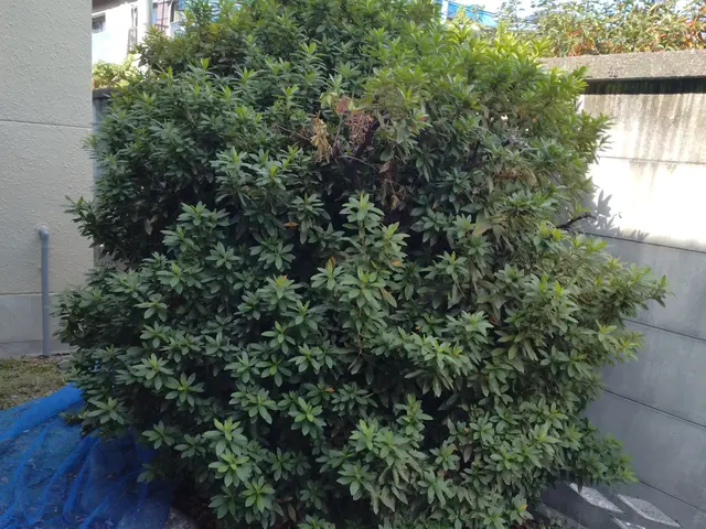 夏にグングン伸びた庭木の剪定作業をお任せください。サービスの画像