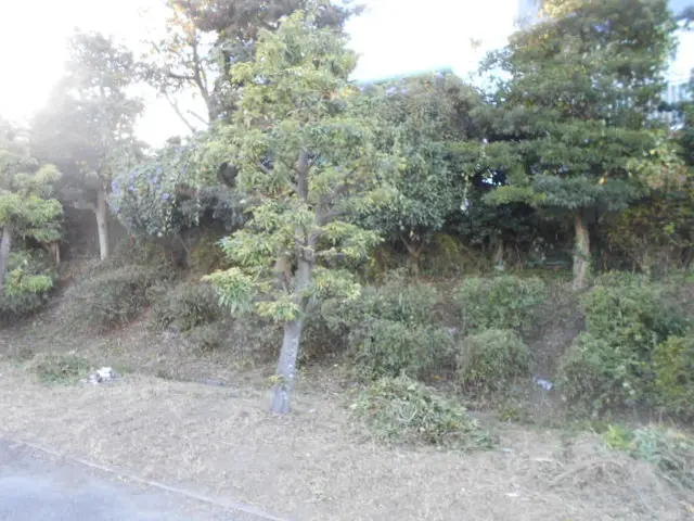 夏にグングン伸びた庭木の剪定作業をお任せください。サービスの画像