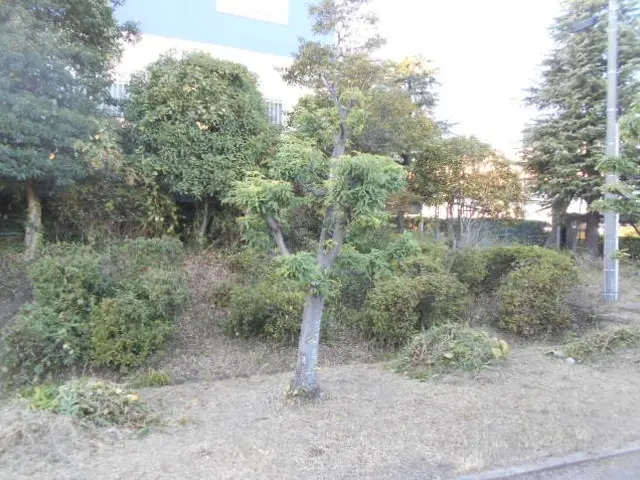 夏にグングン伸びた庭木の剪定作業をお任せください。サービスの画像