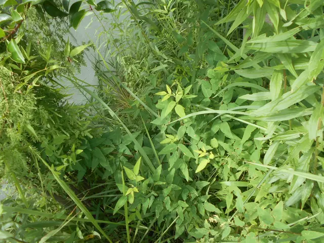 夏にグングン伸びた庭木の剪定作業をお任せください。サービスの画像